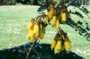 Kowhai